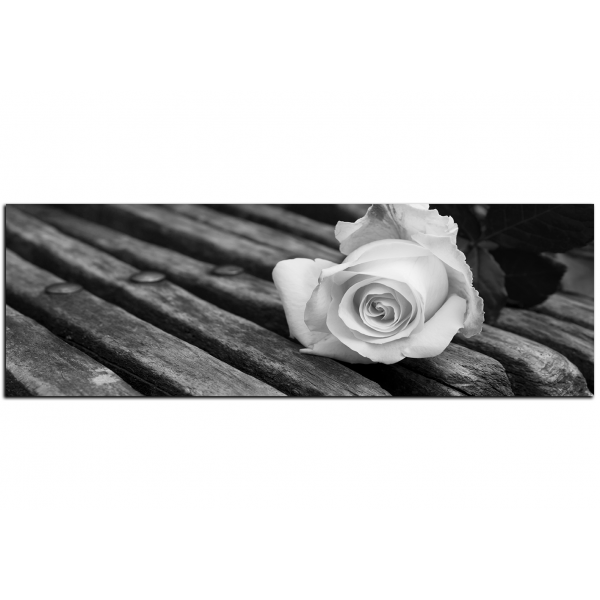 Obraz na plátně - Bílá růže na lavici - panoráma